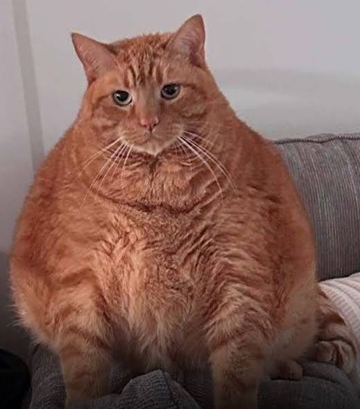 Fatcat